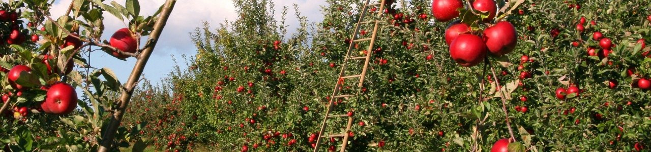 Már hétmilliárd forint biztosítási díjtámogatásra számíthatnak a gazdák