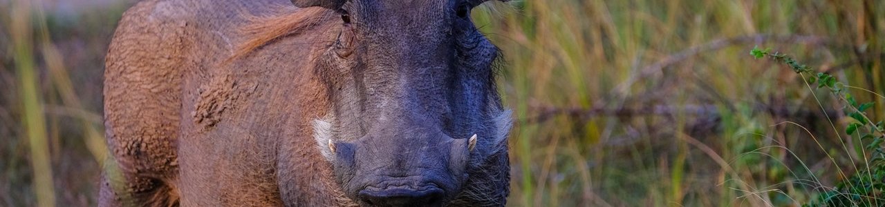 Harminc éve nem volt ekkora vadkár a Somogyban