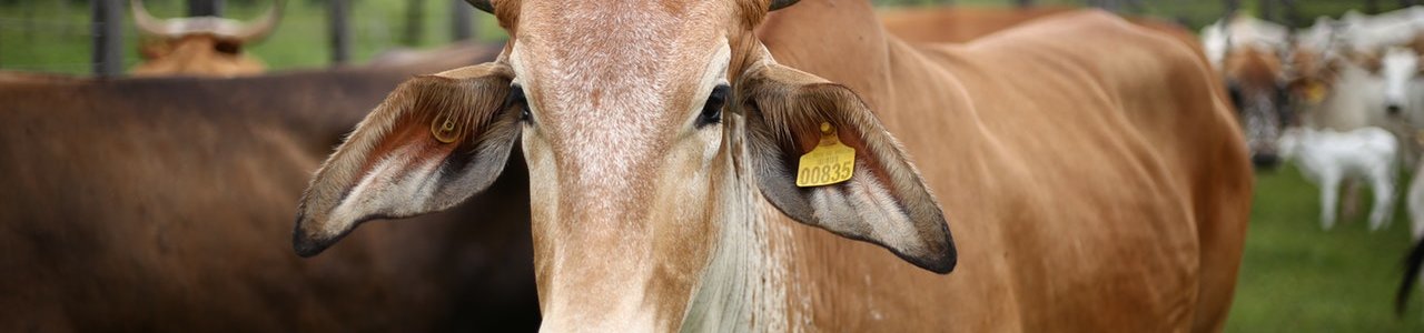 Két héten belül célszerű igényelni az agrárbiztosítási díjtámogatást