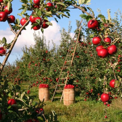 Már hétmilliárd forint biztosítási díjtámogatásra számíthatnak a gazdák