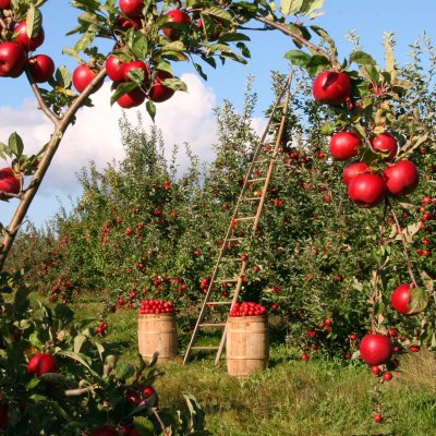 Idén 28 százalékkal bővült a támogatott agrárbiztosítások díjállománya